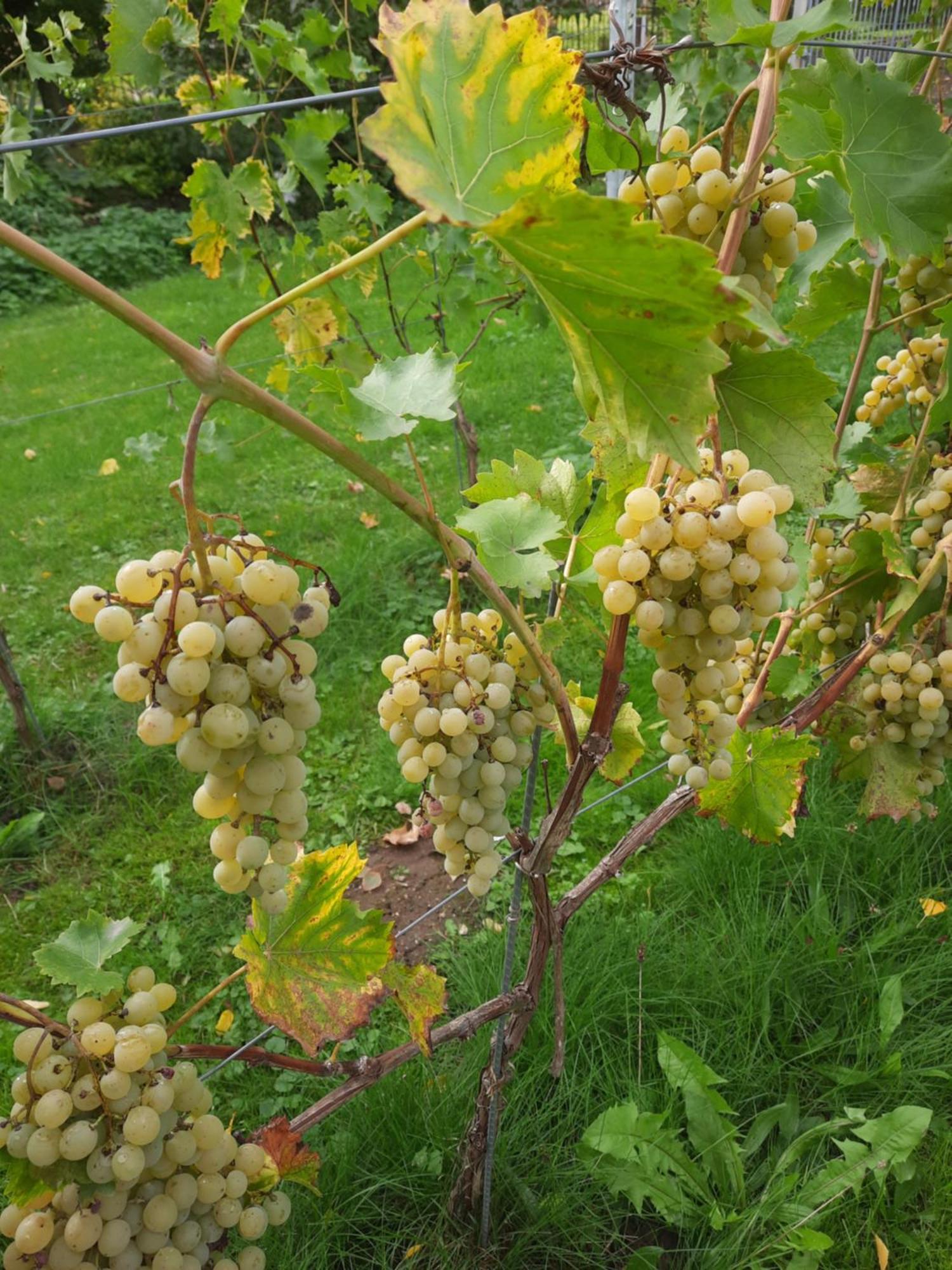 Ferienwohnung Weingut Lahmer August Kretzschau Exterior photo